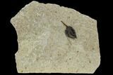 Fossil Seed- Green River Formation, Utah #109100-1